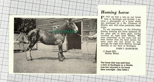 C1723)  John J Haworth Beech Hill Hadley Wood Horse Southgate Farm - 1971 Clip