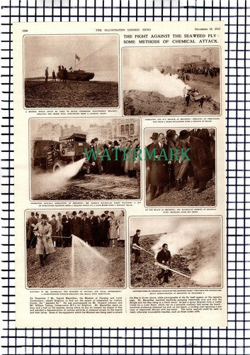 Brighton Sussex  Seaweed Fly Chemical Attack William Teeling -  1953 Article