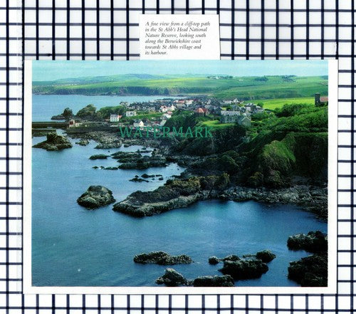 (7424) St Abb's Head Scotland  - 1980s Cutting