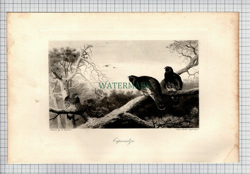 (8186) Capercailzie Capercaille Grouse   A Thorburn  - 1898 Print