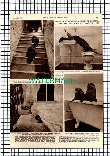 Mr Emil Liers Homer Minnesota America Pet Otters - 1953 Article