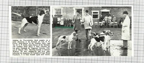 C2097) Warwickshire Puppies Col NP Foster Grafton Hunt DLP Kelly Meynell - 1969