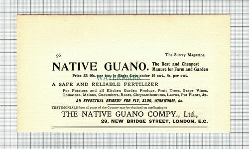 C7591) The Native Guano Company London Advert  - 1901 Cutting