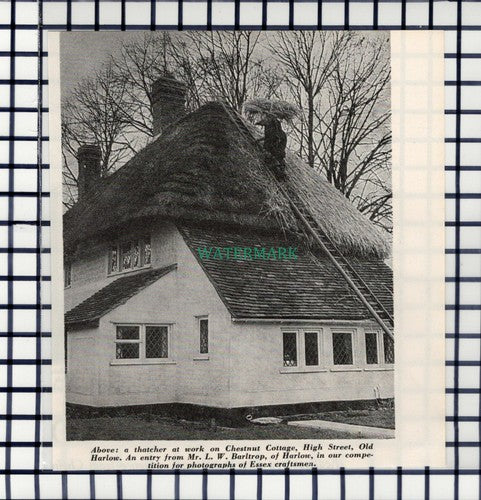 C6601) Chestnut Cottage High Street Old Harlow Essex Thatcher  - c.1964 Cutting