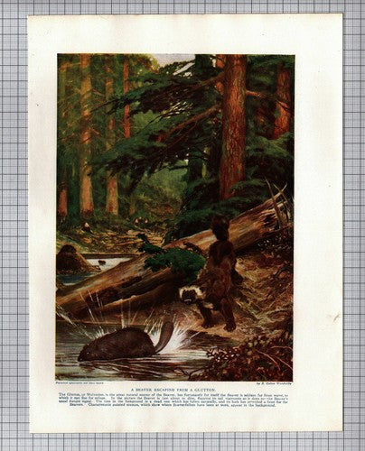 Beaver Escaping From A Glutton - 1920s Animal Book Print