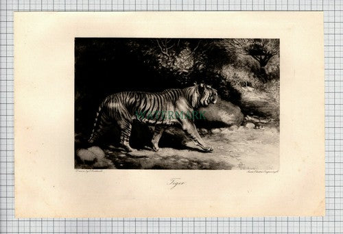 TIGER Print  E Caldwell - 1898 Print