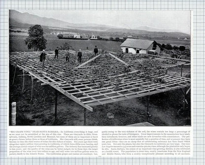 (5615) Big Grape Vine Santa Barbara California / Yale College Elms - c.1900 Clip