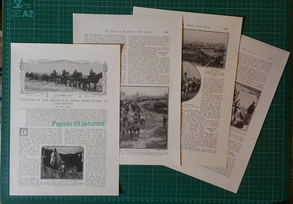 War Horse World War One Horses  Basil Clarke WW1 -  c.1918 Article