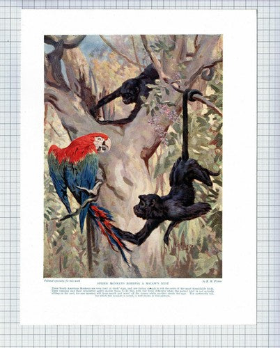 (5605) Spider Monkey Robbing A Macaw Nest  - 1920s Book Print