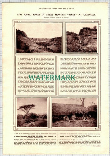 DR HANS RECK Oldoway Man Skeleton East Africa - 1914 Article / Print