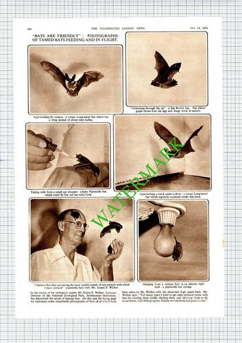 Mr Ernest WALKER National Zoological Park Smithsonian Institute  - 1950 Article