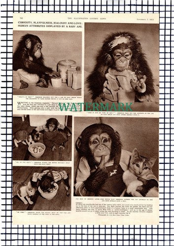 Lilo Hess Chimpanzee Baby Christine  - 1953 Picture Article