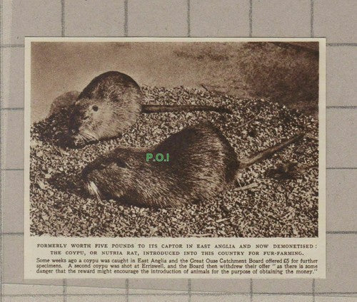 C1819) Coypu Nutria Rat Great Ouse Catchment Board East Anglia  - 1948 Clip