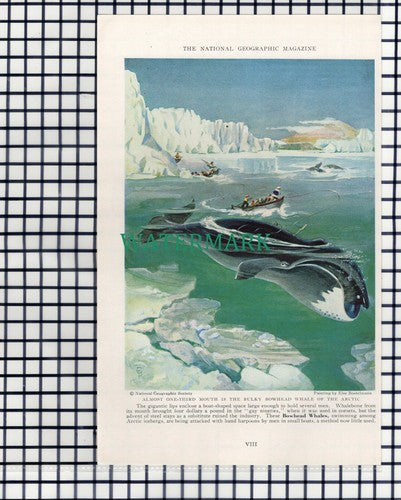 (7892) Bowhead Whale / Gray Whale - 1940 Book Print
