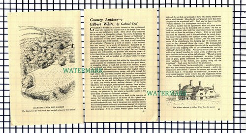 Gilbert White Author Selborne Hampshire  - 1955 Small Article / Print