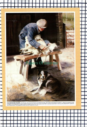 Tom Evans Sheep Shearer Shropshire - 1985 Cutting