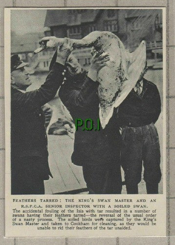 C709) King's Swan Master & RSPCA Cookham Swan Tarred - 1951