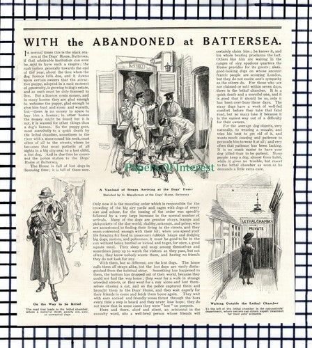 X1342) Battersea Dogs Home  - 1919 Cutting