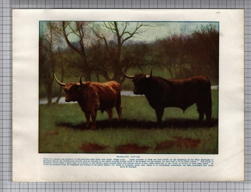 (217) Highland Cattle - 1920s Book Print