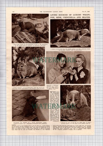Mr W W Greer Genesee Farms Colorado American Fur Ranches  - 1949 Article