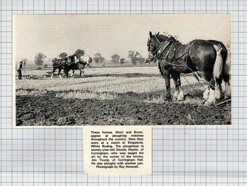 Dennis Hayter Corringham Ploughing Horses Short & Boxer Jim Young - 1972 Cutting