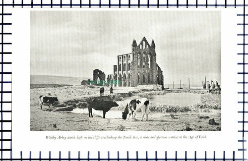 C6487) Whitby Abbey / Scarborough  - 1950s Print / Cutting