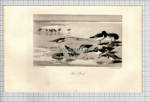Shore Birds Beach A Thorburn  - 1898 Print