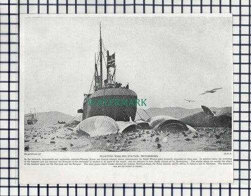 (186) Floating Whaling Station Spitzbergen - c.1920s Cutting