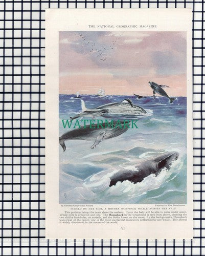 (7891) Finback Whale  / Humpback Whale    - 1940 Book Print