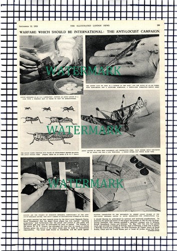 Anti Locust Research Centre South Kensington London Dr BP Uvarov - 1953 Article