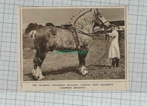 C1777) Hartley Main Colliery Champion Perchoron Stallion Canewdon Sensation 1948