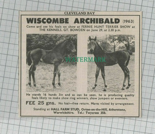C1503) Wiscombe Archibald Hall Stud Farm Horse - 1969 Cutting