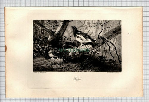Ryper Bird A Thorburn   - 1898 Print
