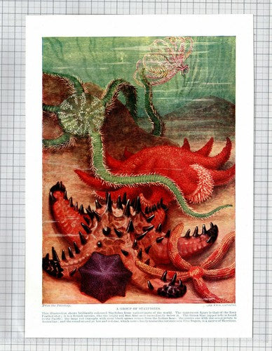 Starfish Theo Carreras  - 1920's Print