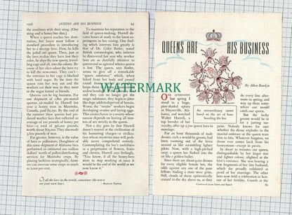 C618)  Walter Harrell Hayneville Alabama Bee Keeping  -  Vintage  Article