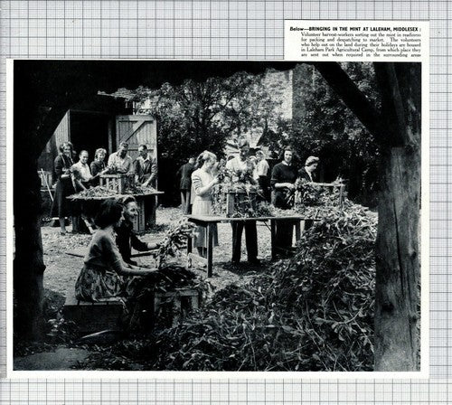 Laleham Park Middlesex Mint Harvesting - 1950 News Clipping
