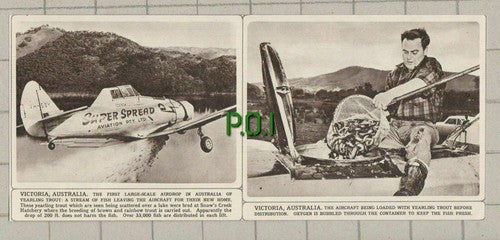 (3767) Trout Airdrop Snow's Creek Hatchery Victoria Australia - 1961