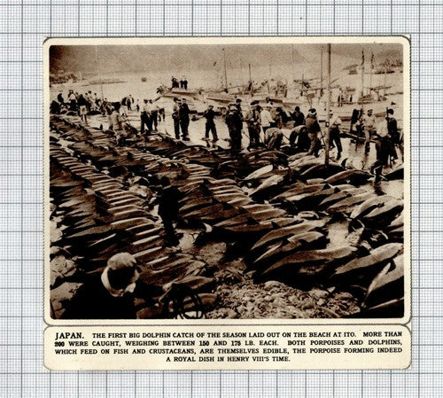 Ito  Japan Dolphin Catch  -   1961 Small News Clipping