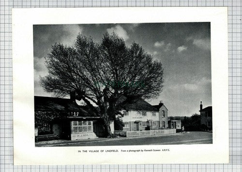 (6620) Lindfield Sussex   - 1955 Cutting