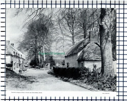 (6802) Plush Hamlet Cerne Abbas Dorset   - 1971 Cutting