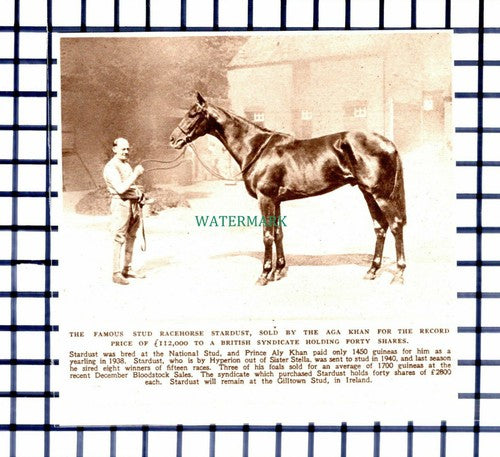 C6181) Gilltown Stud Racehorse STARDUST Aga Khan - 1945 Cutting