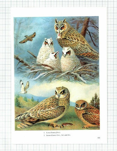 (5986) Owl Bird Book Illustration  - 1964 Clip
