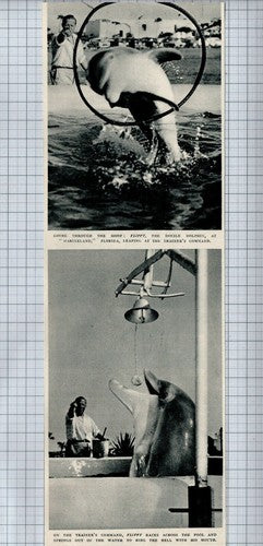 (5839) Marineland Florida Flippy The Dolphin - 1951 Clip