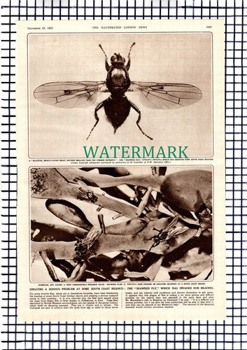 Brighton Sussex  Seaweed Fly Chemical Attack William Teeling -  1953 Article