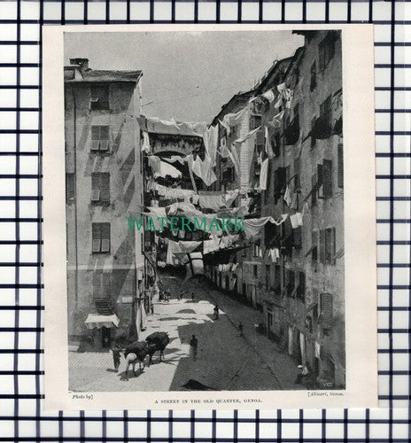 C6747) Old Quarter Genoa - c.1900 Cutting
