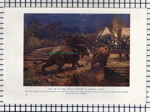 (7003) Uganda Railway Lions -  c.1950s Book Print