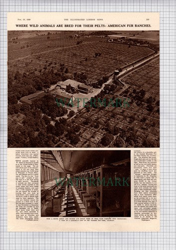 Mr W W Greer Genesee Farms Colorado American Fur Ranches  - 1949 Article