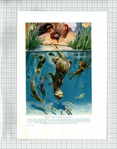 (6893) Mother Otter Family Group With Babies - c.1940s Print
