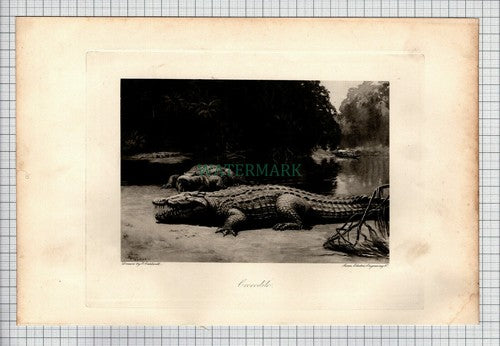 CROCODILE   E Caldwell - 1898 Antique Print