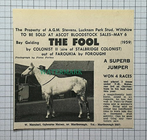 (C343) The Fool Bay Gelding Horse A G M Stevens Lucknam Park Stud - 1969
